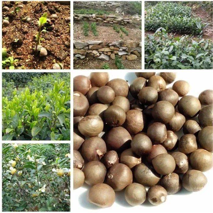 Tea Seeds Camellia Sinensis Seed For Planting 250 grams / 500 grams