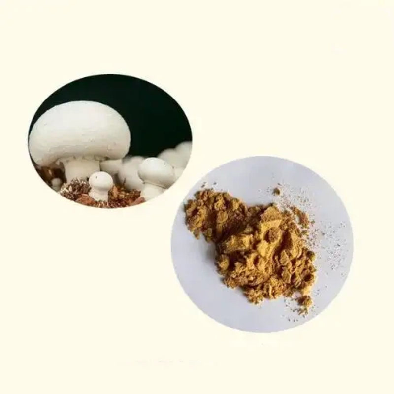 Bright sunlight Pure White Button Mushroom Extract 20:1 , 200 grams - 1000 grams