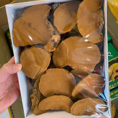 Sang Huang - 桑黄 - Chinese Herbs Dried Phellinus Linteus.