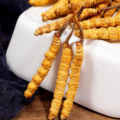 DONG CHONG XIA CAO - 冬虫夏草 - Cordyceps Sinensis