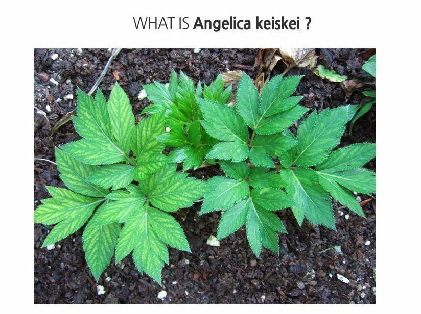Bright sunlight Ashitaba Leaf Powder Angelica keiskei Herbal Tea