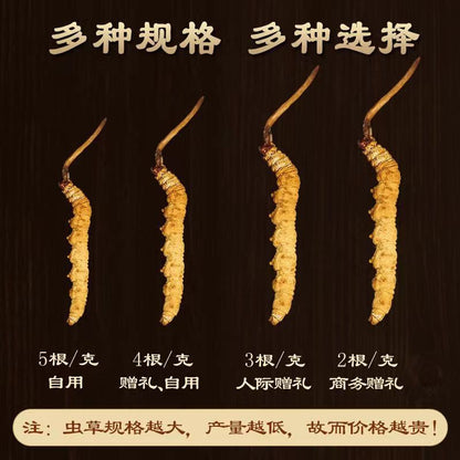 DONG CHONG XIA CAO - 冬虫夏草 - Cordyceps Sinensis