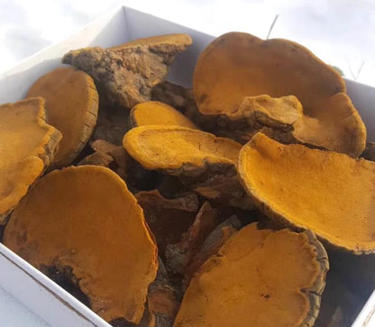 Sang Huang - 桑黄 - Chinese Herbs Dried Phellinus Linteus.
