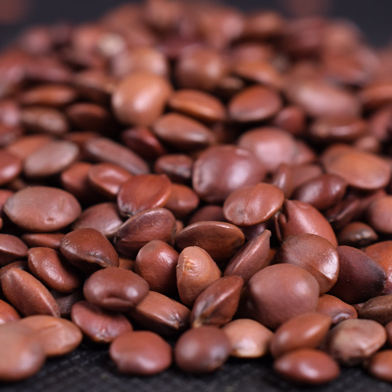 Suan Zao Ren Wild Jujube Seed Natural Semen Ziziphi Spinosae