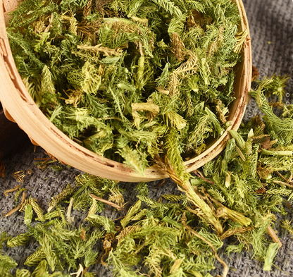 Traditional Chinese Medicine Shen Jin Cao Natural Japanese Clubmoss Herb