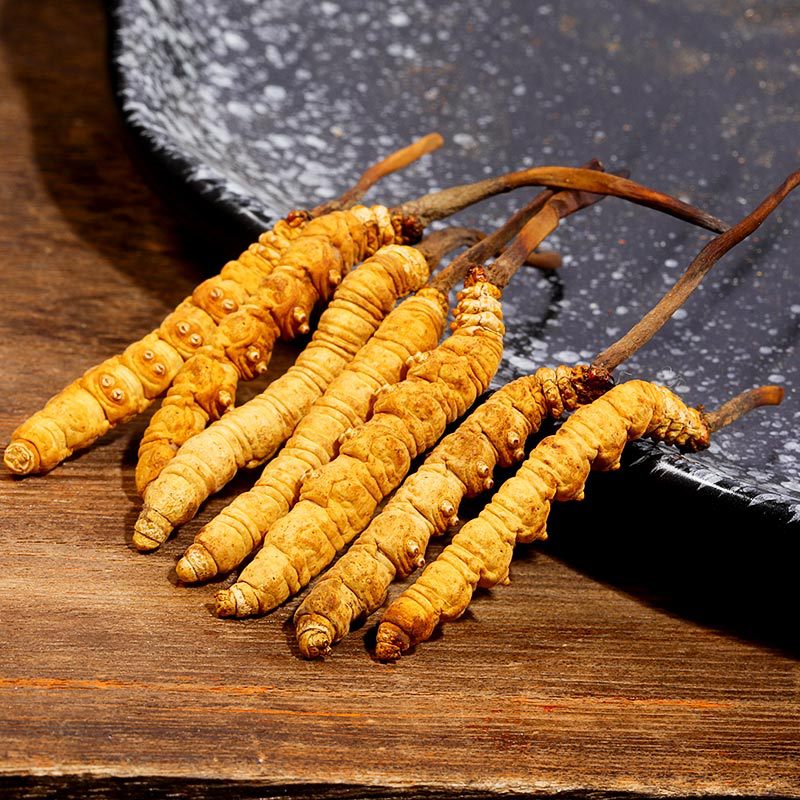 DONG CHONG XIA CAO - 冬虫夏草 - Cordyceps Sinensis