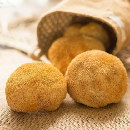 HOU TOU GU - 猴头菇 - Dried Monkey Head Mushroom, Hericium Erinaceus, Lions Mane Mushroom
