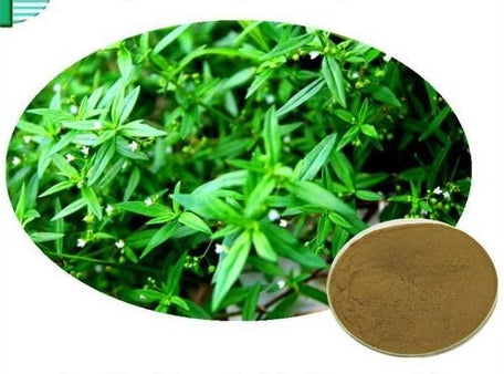 Lulairoa  Hedyotis diffusa Extract Powder 20:1, 200 grams - 1000 grams