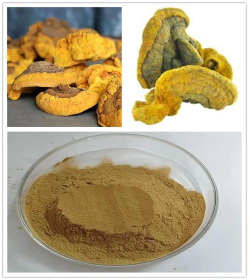 Bright sunlight Phellinus Linteus Extract 20:1 Powder Meshimakobu Mushroom , 200 grams - 1000 grams
