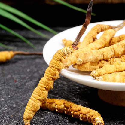 DONG CHONG XIA CAO - 冬虫夏草 - Cordyceps Sinensis