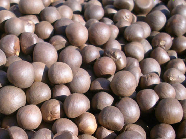 Tea Seeds Camellia Sinensis Seed For Planting 250 grams / 500 grams