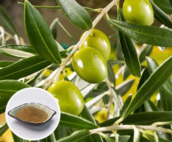 Olive Leaf Extract 20% Oleuropein , 200 grams-1000 grams