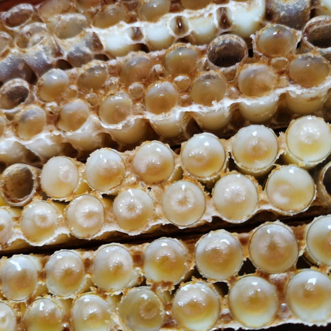 Bright sunlight 100% PURE RAW Lyophilized Larva Powder (queen bee embryo)  - 100 grams / 200 grams / 500 grams