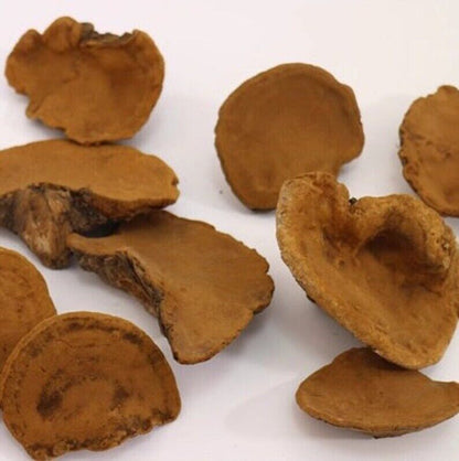 Sang Huang - 桑黄 - Chinese Herbs Dried Phellinus Linteus.