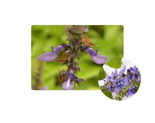Bright sunlight Coleus Forskohlii 10:1 Extract Powder Forskolin , 200 grams - 1000 grams