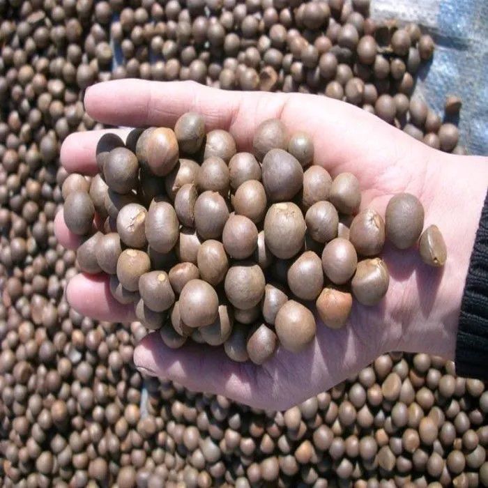 Tea Seeds Camellia Sinensis Seed For Planting 250 grams / 500 grams