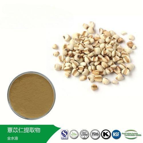 Lulairoa Job's Tears Tea (Coix ）10:1 Powder , 200 grams | 500 grams | 1000 grams