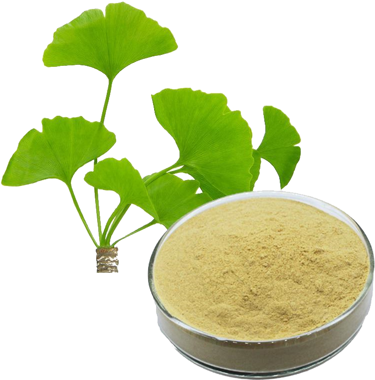 Bright sunlight Ginkgo Biloba Leaf 20:1 Extract , 200 grams - 1000 grams