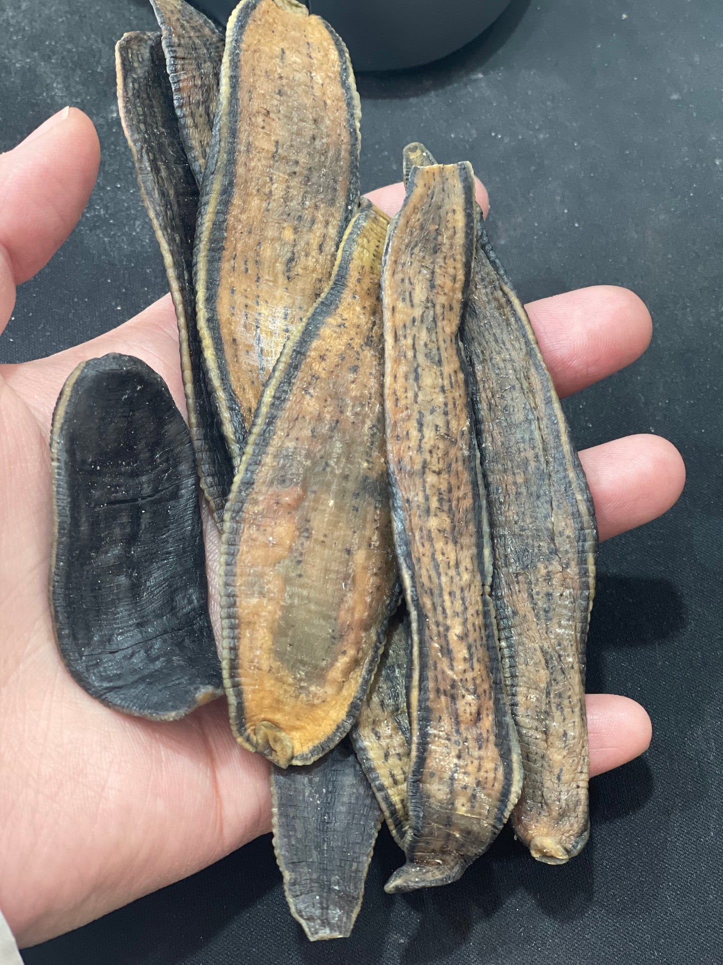 Bright sunlight Natural Dried  100g Dried Leeches Hirudo Shui Zhi 金边水蛭 蚂蟥水蛭干 清水吊干