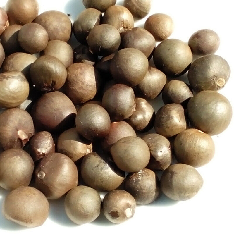 Tea Seeds Camellia Sinensis Seed For Planting 250 grams / 500 grams