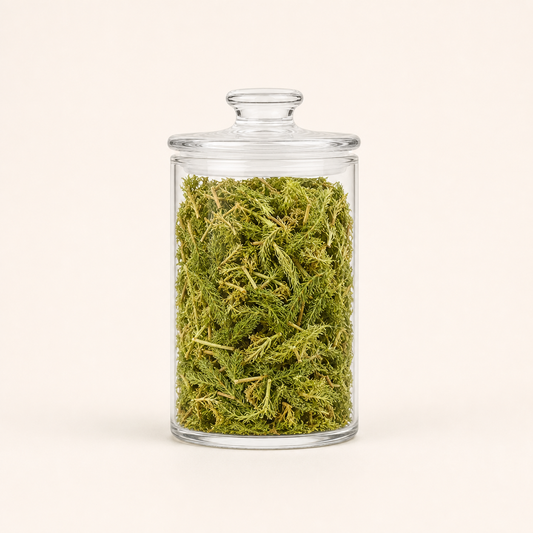 Traditional Chinese Medicine Shen Jin Cao Natural Japanese Clubmoss Herb